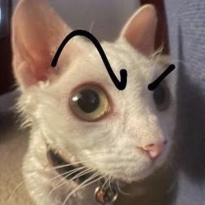 Meet your Posher, Aria